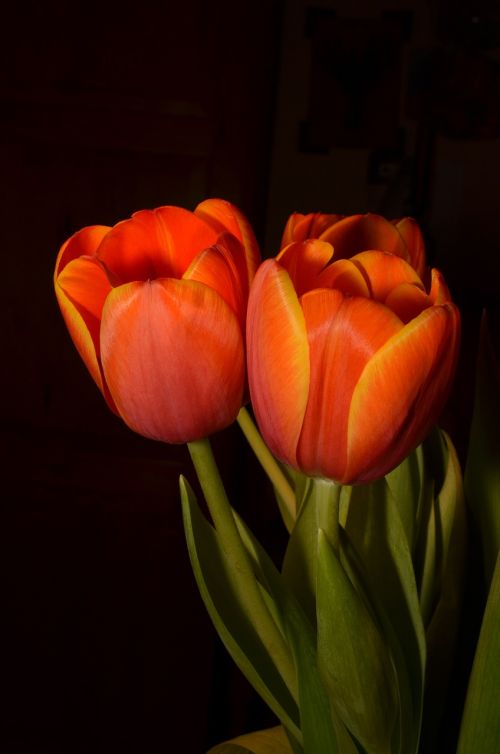Gėlės, Tulpė, Oranžinė