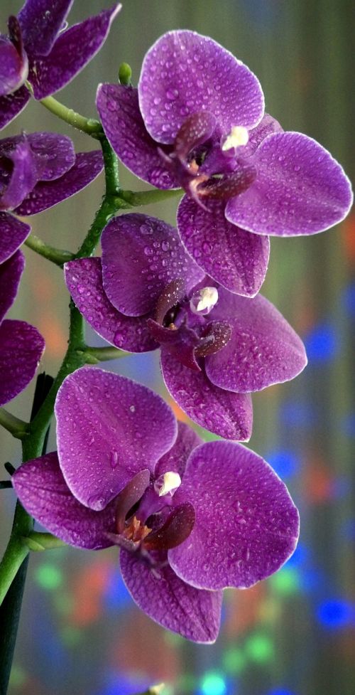 Gėlės, Orchidėja, Gražus