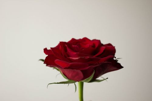 Gėlės, Rožė, Raudona, Brillante, Meilė, Meilužis