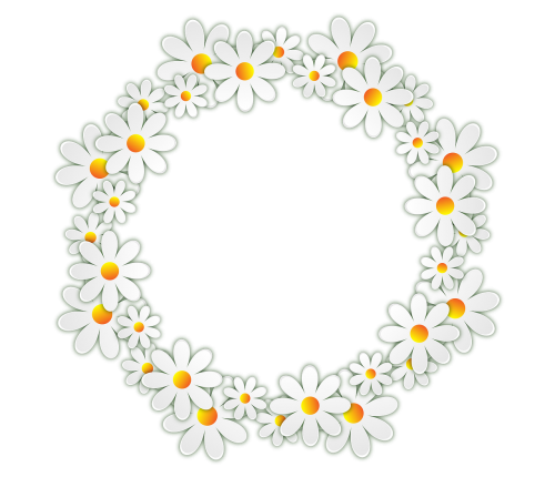 Gėlės, Daisy, Nuotraukų Rėmelis, Skaidrus Fonas, Šventė, Kovo 8 D ., Ornamentas, Dizainui