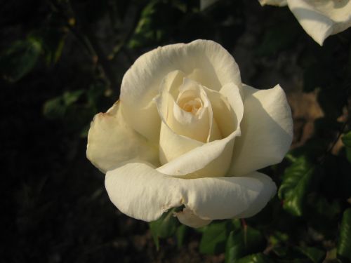 Gėlės, Rožės, Balta Rožė, Balta, Dekoratyviniai Augalai