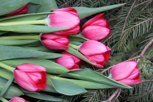 Gėlės, Tulpės, Rožinis, Subtilus, Pavasaris, Gamta