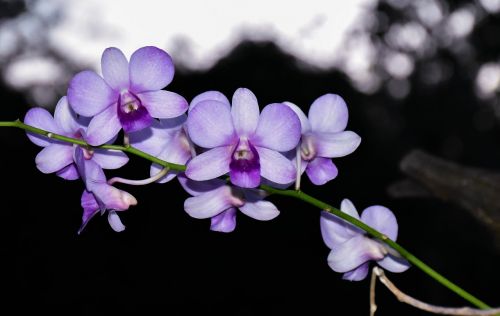 Gėlės, Orchidėja, Gėlių Sodas, Atmosfera, Violetinė
