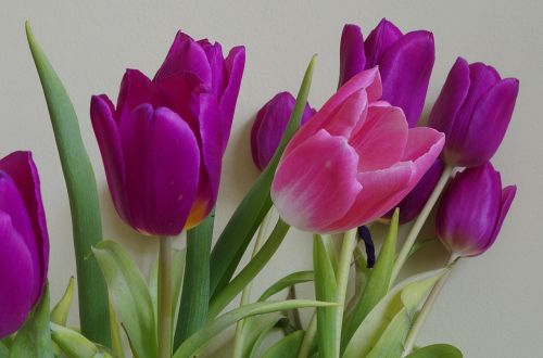 Gėlės, Tulpės, Subtilus