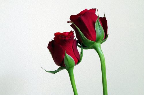 Gėlės, Raudonos Rožės, Kompozicija