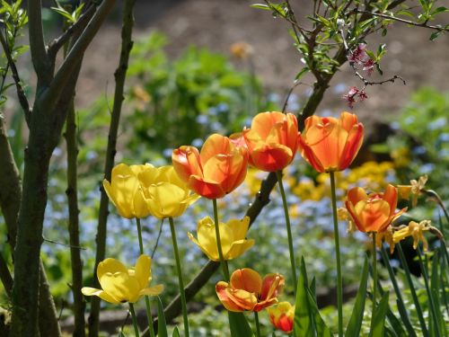 Gėlės, Tulpės, Pavasaris, Kaufmanniana, Tulpių Spyruoklė, Oranžinė, Kaufamanniana