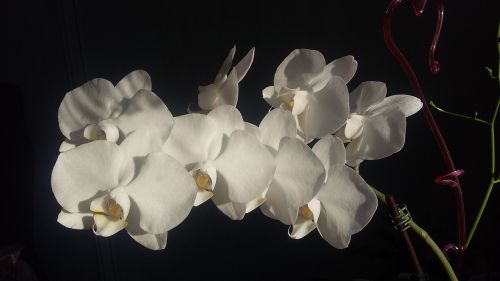 Gėlės, Orchidėjos, Egzotiškas, Phanelopsis