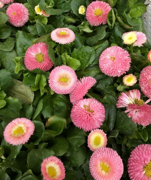 Gėlės, Blomsterplantering, Rožinė Gėlė, Pavasaris