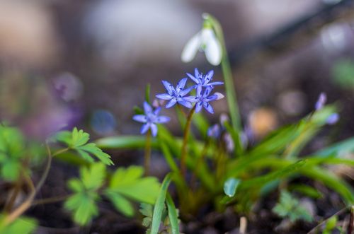 Gėlės, Pavasaris, Žalias, Violetinė, Balta, Mažas