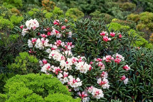 Gėlės, Jakas - Rododendrai, Yakushima Sala, Pasaulio Paveldo Regionas, Birželis, Japonija