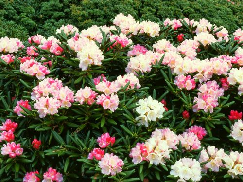 Gėlės, Jakas - Rododendrai, Yakushima Highland, Pasaulio Paveldo Regionas, Birželis, Japonija