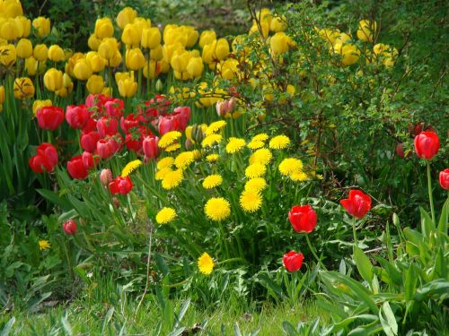 Gėlės, Tulpės, Geliu Lova, Pavasario Gėlės
