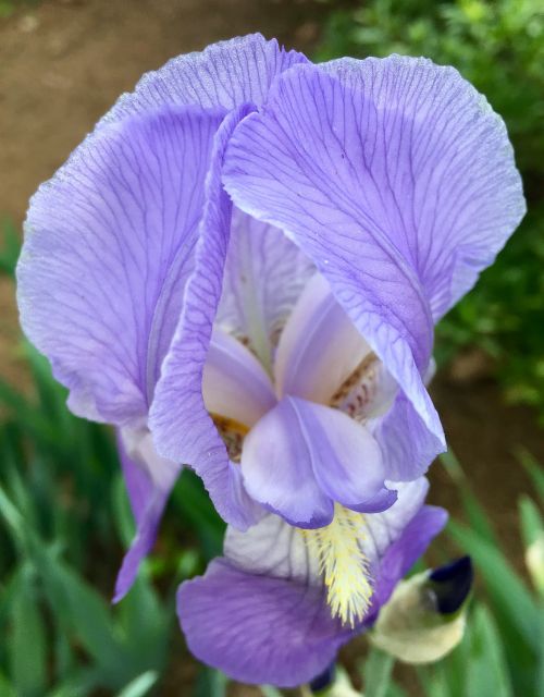 Gėlės, Pavasaris, Iris