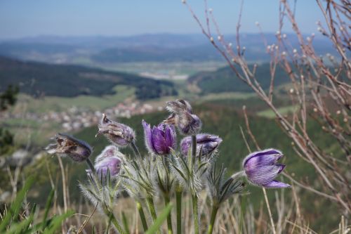 Gėlės, Violetinė, Žydėti, Gamta, Suľov