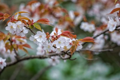 Gėlės, Prunus Jamasakura, Balandis, Japonija