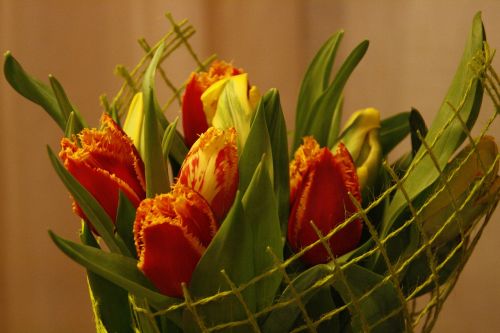 Gėlės, Pavasaris, Tulpė