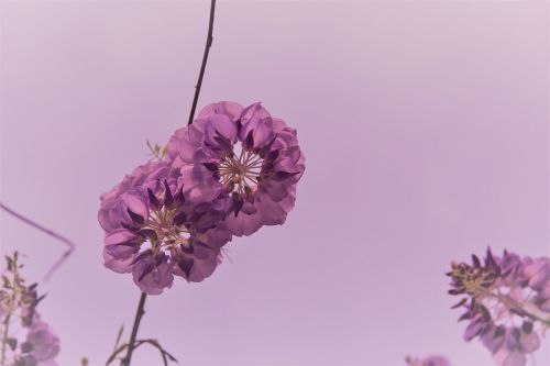 Gėlės, Punktas, Violetinė Skonio