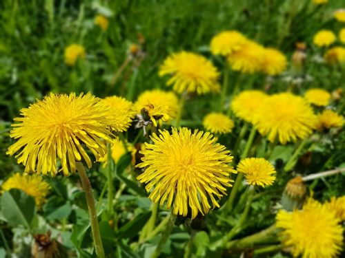 Gėlės, Pavasaris, Sonchus Oleraceus, Kiaulpienė