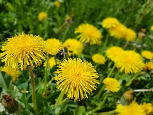 Gėlės, Pavasaris, Sonchus Oleraceus, Kiaulpienė