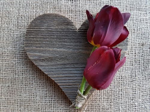 Gėlės, Tulpės, Širdis, Meilė