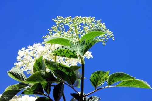 Gėlės, Krūmas, Dangus, Mėlynas, Gamta, Pavasaris, Žydėjimas, Flora