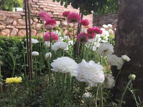 Gėlės, Alhambra, Generalife