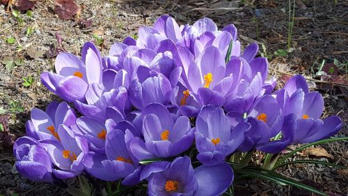 Gėlės, Pavasario Gėlės, Violetinė, Mūsų Ženklai, Pavasario Gėlė, Lökväxt, Pavasaris, Bulviniai Augalai