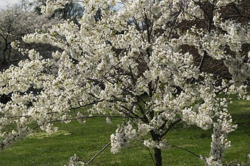 Gėlės, Vyšnių Žiedų, Medis, Pavasaris, Druid Kalnų Parkas, Parkas, Gamta, Baltimore