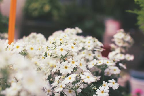Gėlės, Balta, Balta Gėlė, Žiedas, Primozė, Augalai, Gamta, Pavasaris