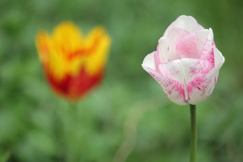 Gėlės, Tulpė, Pavasaris