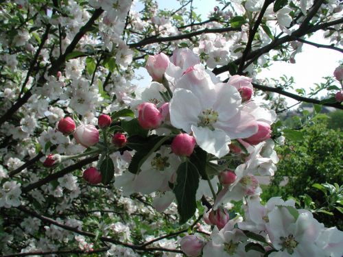 Gėlės, Medžiai, Pavasaris, Žiedas, Gamta, Ornamentinės Vyšnios