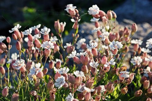 Gėlės, Gamta, Halland, Kustblommor, Augalai, Balta Gėlė