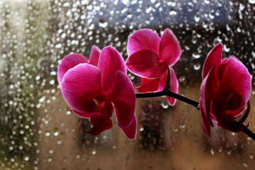 Gėlės, Orchidėja, Lietus, Lašai, Rožinis, Langas