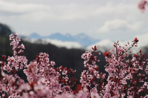 Gėlės, Pavasaris, Medžiai, Rožinis, Žydintis Medis, Kalnas, Prunus