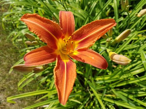 Gėlės, Daylilies, Vasara