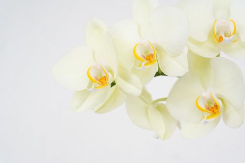Gėlės, Orchidėjos, Floreal, Balta