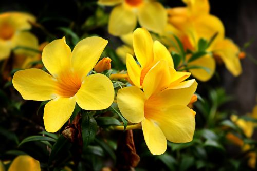 Gėlės, Žydintis Žydintis Augalas Geltonas, Gėlių Sodas, Atmosfera, Gamta, Šviesus, Namai
