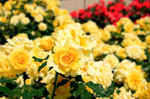 Gėlės, Rožė, Huan, Vasaros Pradžioje, Geltonos Rožės, Rožių Sodas, Gėlių Sodas