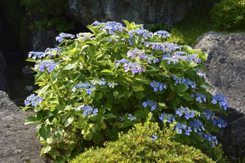 Gėlės, Natūralus, Augalas, Vasaros Pradžioje, Hakone