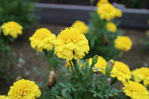 Gėlės, Marigoldas, Geltona, Vasaros Pradžioje, Tokyo