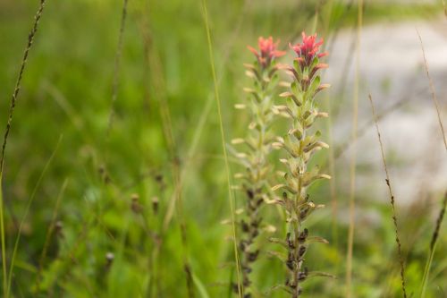 Gėlės, Gamta, Žalias, Augalai, Sodas, Flora, Kraštovaizdis