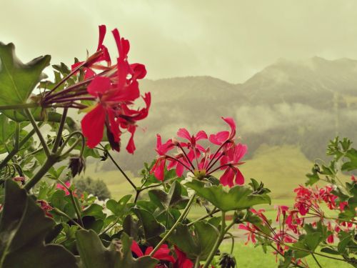 Gėlės, Alpės, Austria, Kalnai, Tyrol, Gyvoji Gamta