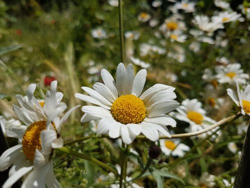 Gėlės, Daisy, Gamta