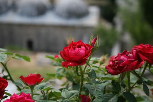 Gėlės, Hercegovina, Balkanai