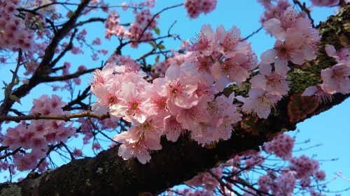 Gėlės, Sakura, Vyšnia, Subtilus Gėlių, Šakelės