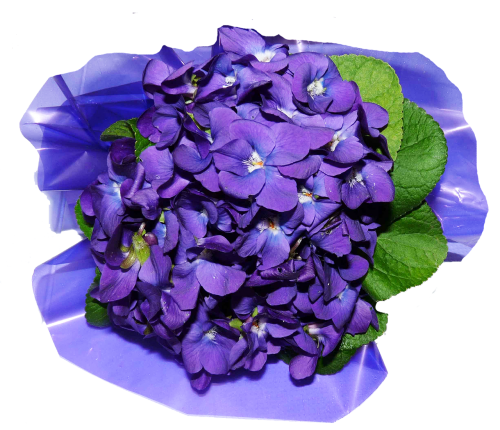 Gėlės, Violets, Kvepalai