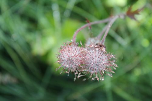 Gėlės, Lašai, Lietus, Gėlė, Flora, Šlapias