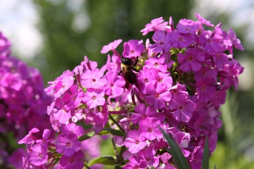 Gėlės, Bičių, Kamanė, Gamta, Vabzdys, Apdulkinimas, Lauke, Apdulkinimas, Išplistų, Žiedlapis, Pavasaris