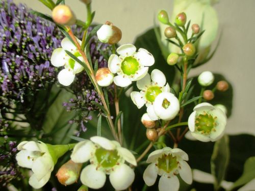 Gėlės, Frangipani, Rožė, Mažas, Švelnus, Balta, Flora