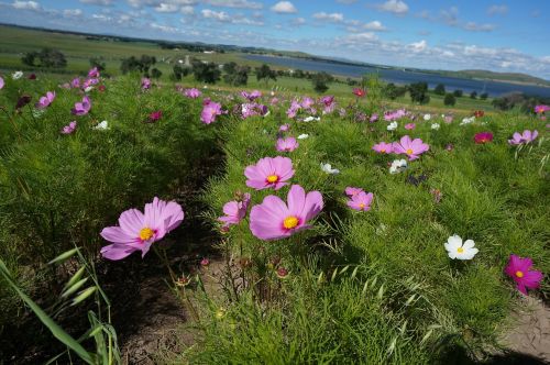 Gėlės, Mažas Gėlių Svogūnas, Prairie